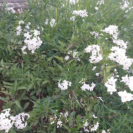 Studio & Conopeum דירה זאדאר